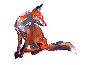 Elegant Youngster (zorro rojo), 2021