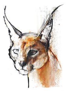 Felino (Caracal Árabe), 2009 de Mark Adlington