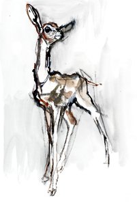 Gerenuk cervatillo, Sarara, 2018 de Mark Adlington