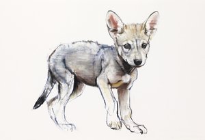 Cachorro de lobo árabe vacilante, 2009