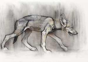 Cachorro flaco (Lobo árabe), 2009 de Mark Adlington
