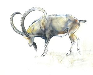 Íbice Nubio, 2008 de Mark Adlington