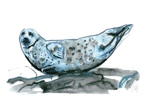 Rocky (foca), 2019 de Mark Adlington