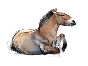 Przewalski sentado, 2011