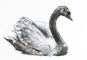 Cisne de Mark Adlington