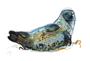 Foca de Westcove, 2019 de Mark Adlington