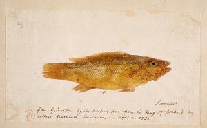 Un pez. de Mark Catesby