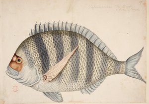 Un pez. de Mark Catesby