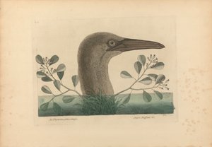 An Thymelaea foliis obtusis; Anseri Bassano &c: The Great Booby, Lámina 86 de la 