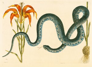 Anguis, la serpiente Wampum, lámina 58, vol. 1 de 