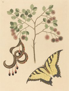 Garra de Gato (Mimosa circinalis)