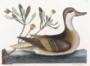 Crisantemo &c de Mark Catesby