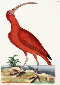 Zarapito, Numenius, 1771