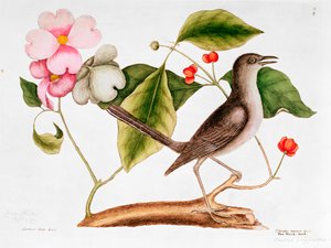 Cornejo: Cornus florida, y Sinsontle de la Historia Natural de Carolina (1730-48)