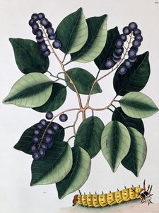 Ciruela de paloma y una gran oruga cornuda