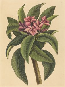 Frangipani rojo Plumeria rubra, publicado 1731-1743 de Mark Catesby