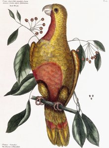 Madera Roja de Mark Catesby