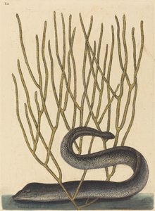 La Morena Negra (Muraenae helenae varietas) de Mark Catesby