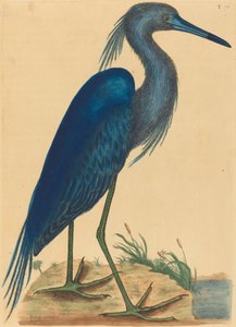 La Garza Azul Ardea coerulea de Mark Catesby