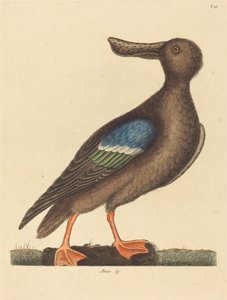 El Pato Cucharón Azul (Anas clypeata foemina)