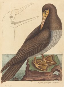 El bobo Pelecanus Sula de Mark Catesby
