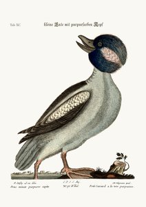 El pato de cabeza de búfalo, 1749-73 de Mark Catesby