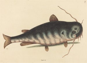 El pez gato Silurus catus de Mark Catesby