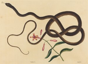 La Serpiente Látigo (Coluber flagellum) de Mark Catesby