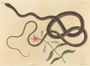 La serpiente látigo Coluber flagellum, publicada 1731-1743 de Mark Catesby