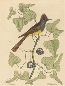 El Papamoscas Crestado Muscicapa cristata, publicado en 1754