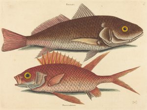 El Croker Perca undulata de Mark Catesby