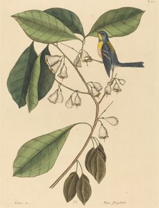 El trepador pinzón (Parus americanus) de Mark Catesby