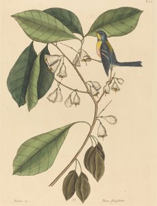El trepador de pinzones Parus americanus, publicado 1731-1743 de Mark Catesby