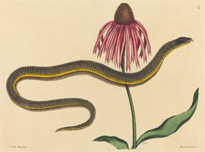 La serpiente de cristal Anguis ventralis, publicado 1731-1743