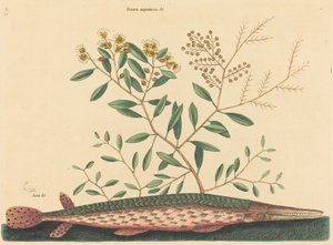 El pez aguja verde Esox osseus, publicado 1731-1743 de Mark Catesby