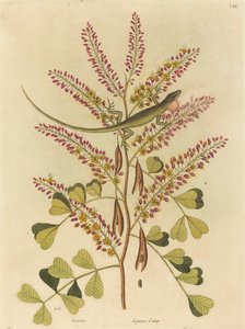 El lagarto verde de Jamaica (Lacerta bullaris) de Mark Catesby