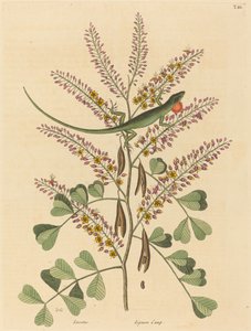 El lagarto verde de Jamaica Lacerta bullaris, publicado 1731-1743 de Mark Catesby