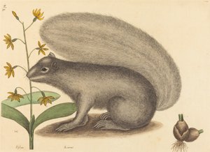La ardilla gris Sciurus cinereus, publicado 1731-1743 de Mark Catesby