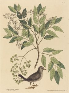 La paloma terrestre (Columba passerina) de Mark Catesby