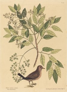 La paloma terrestre Columba passerina, publicado 1731-1743 de Mark Catesby