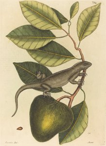 La Guana Lacerta Iguana, publicado 1731-1743