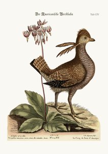 El gallo de monte, 1749-73 de Mark Catesby