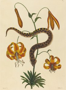 La serpiente hocico de cerdo (Boa contortrix)