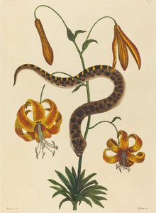 La serpiente hocico de cerdo Boa contortrix, publicado 1731-1743 de Mark Catesby