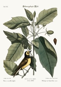 El herrerillo capuchino, 1749-73 de Mark Catesby