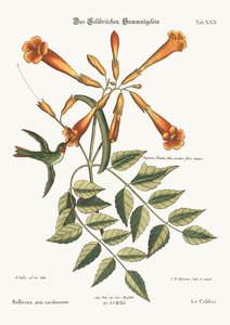 El Colibrí, 1749-73 de Mark Catesby