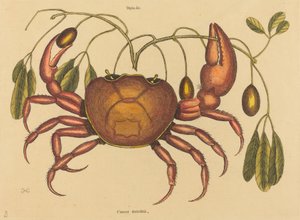 El cangrejo terrestre Cancer ruricola, publicado 1731-1743 de Mark Catesby