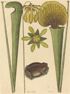 La rana terrestre Rana, publicada 1731-1743 de Mark Catesby