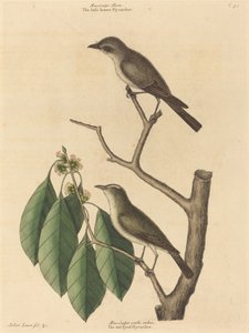El pequeño atrapamoscas marrón, publicado 1731-1743 de Mark Catesby