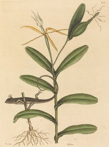 El Lagarto de Lyon (Lacerta de 6 líneas) de Mark Catesby